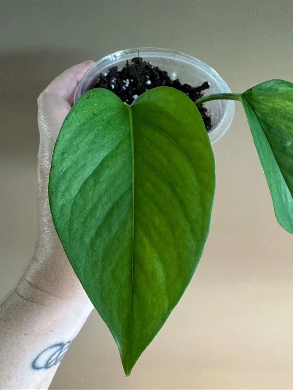 Jade Pothos - Rooted